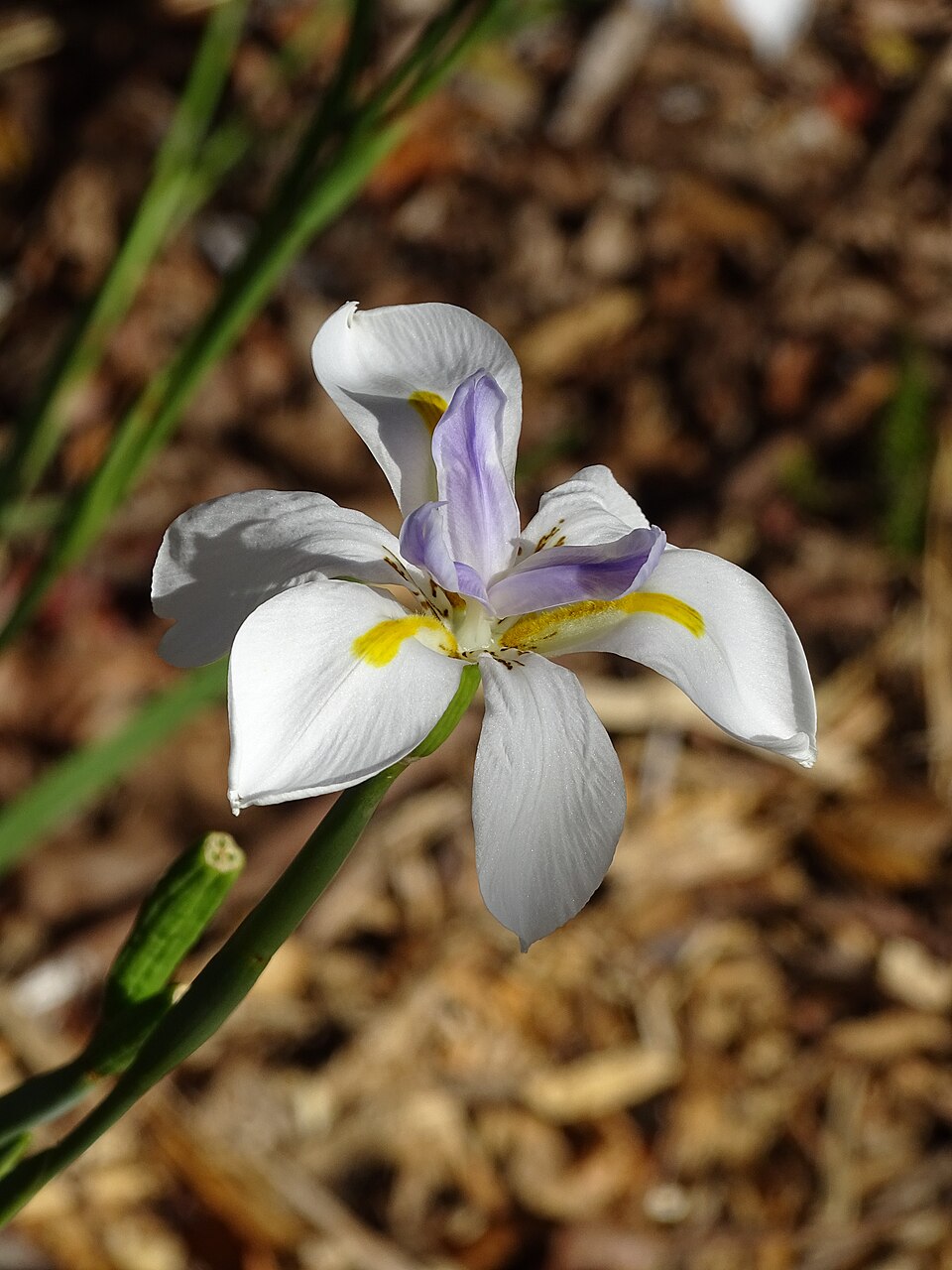 Dietes (Fortnight Lilies) (alternate view 5)