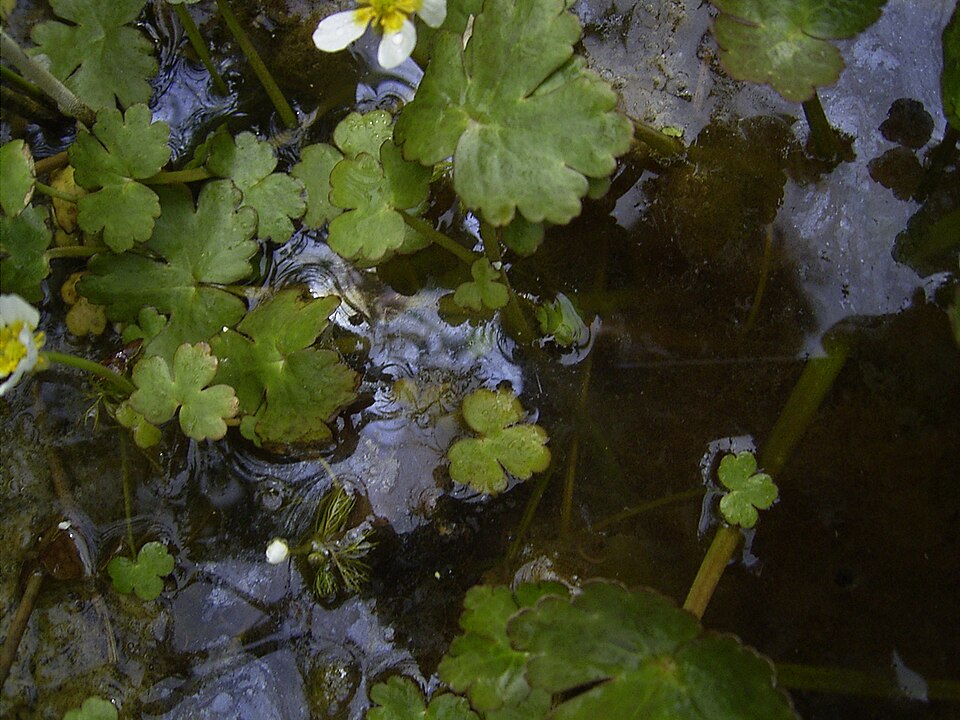 Ranunculus aquatilis (common water-crowfoot)