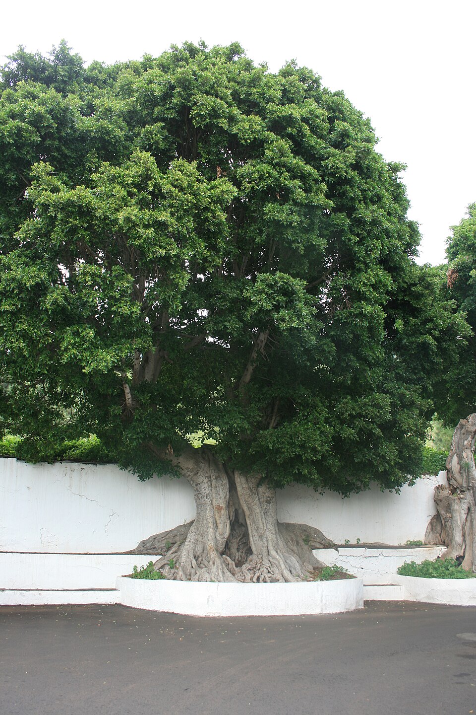 Ficus microcarpa (Ficus Ginseng) (alternate view 5)