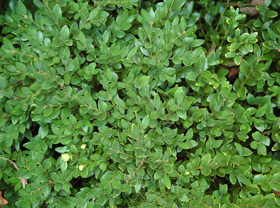 Buxus × 'Green Velvet' (Green Velvet Boxwood)