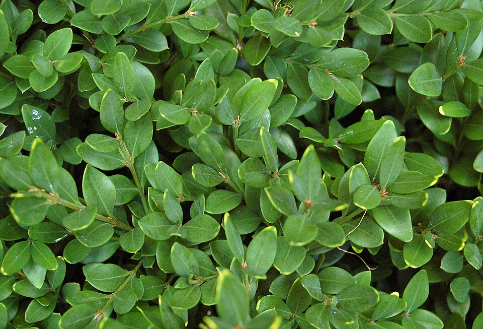 Buxus × 'Green Velvet' (Green Velvet Boxwood) (alternate view 2)