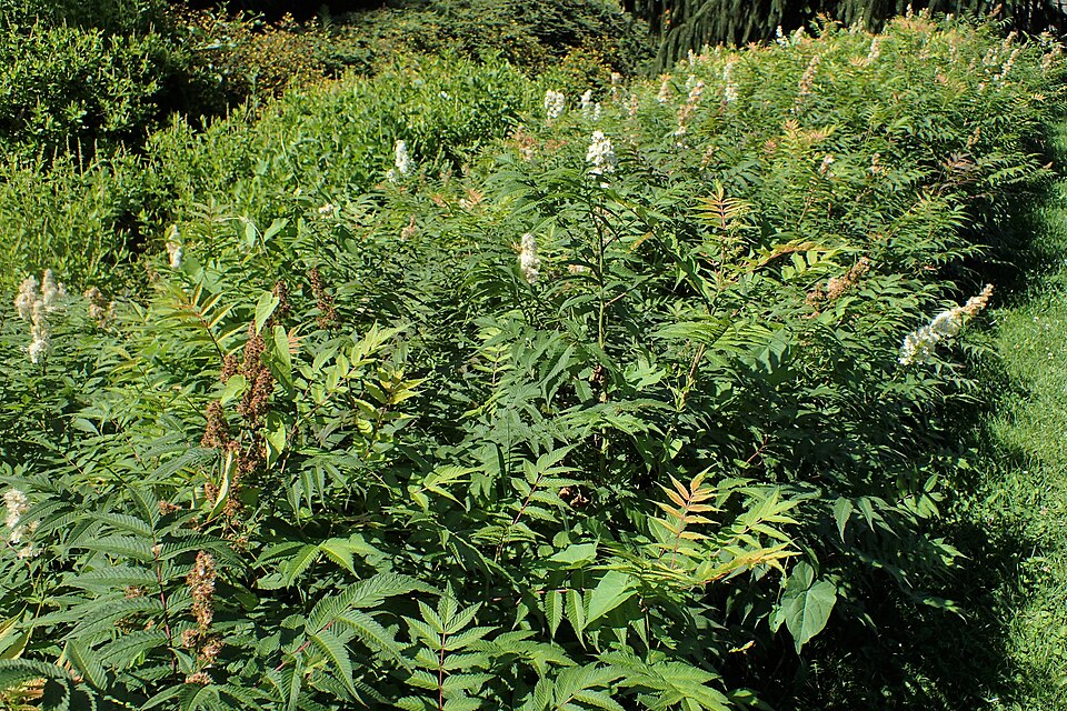 Sorbaria sorbifolia 'Sem' (alternate view 3)