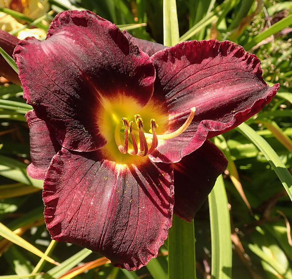 Hemerocallis 'Black Ambrosia' (Black Ambrosia Daylily) (alternate view 4)