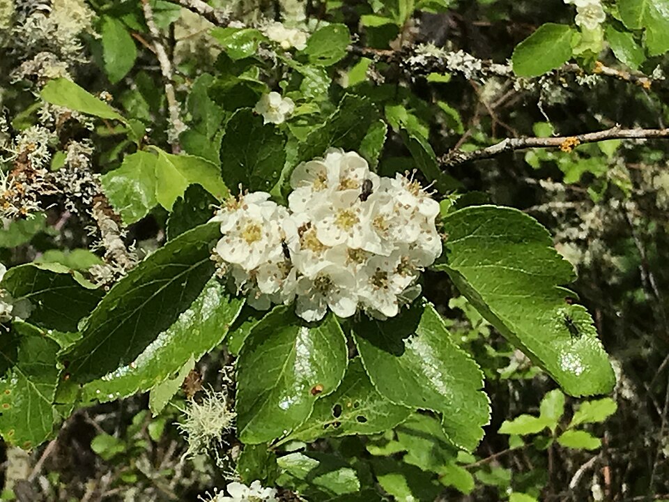 Crataegus gaylussacia (Suksdorf's Hawthorn) (alternate view 6)