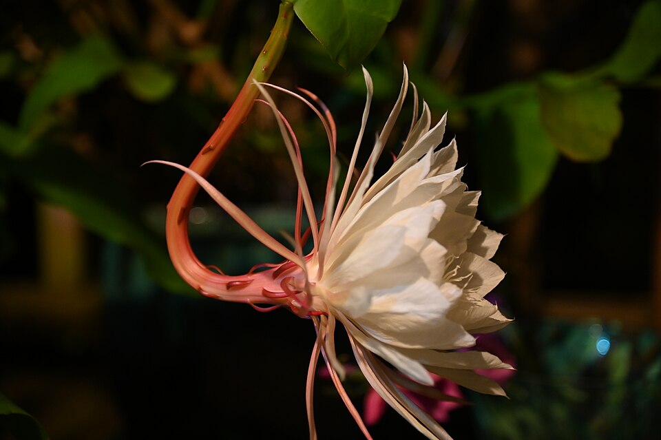 Cereus (alternate view 3)