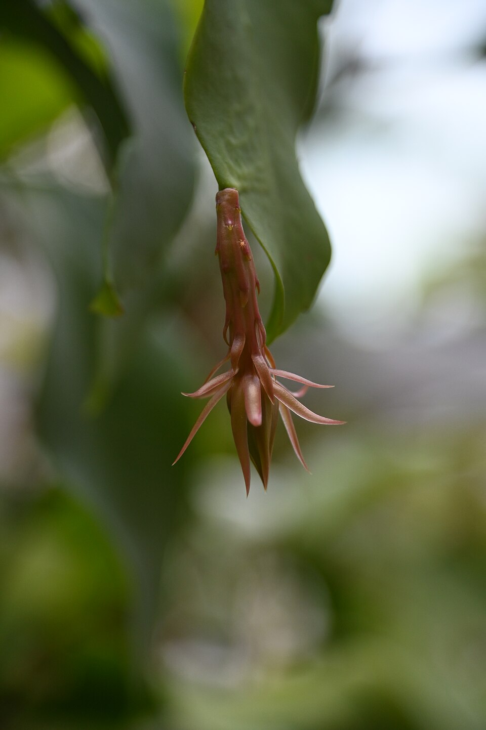 Cereus (alternate view 4)
