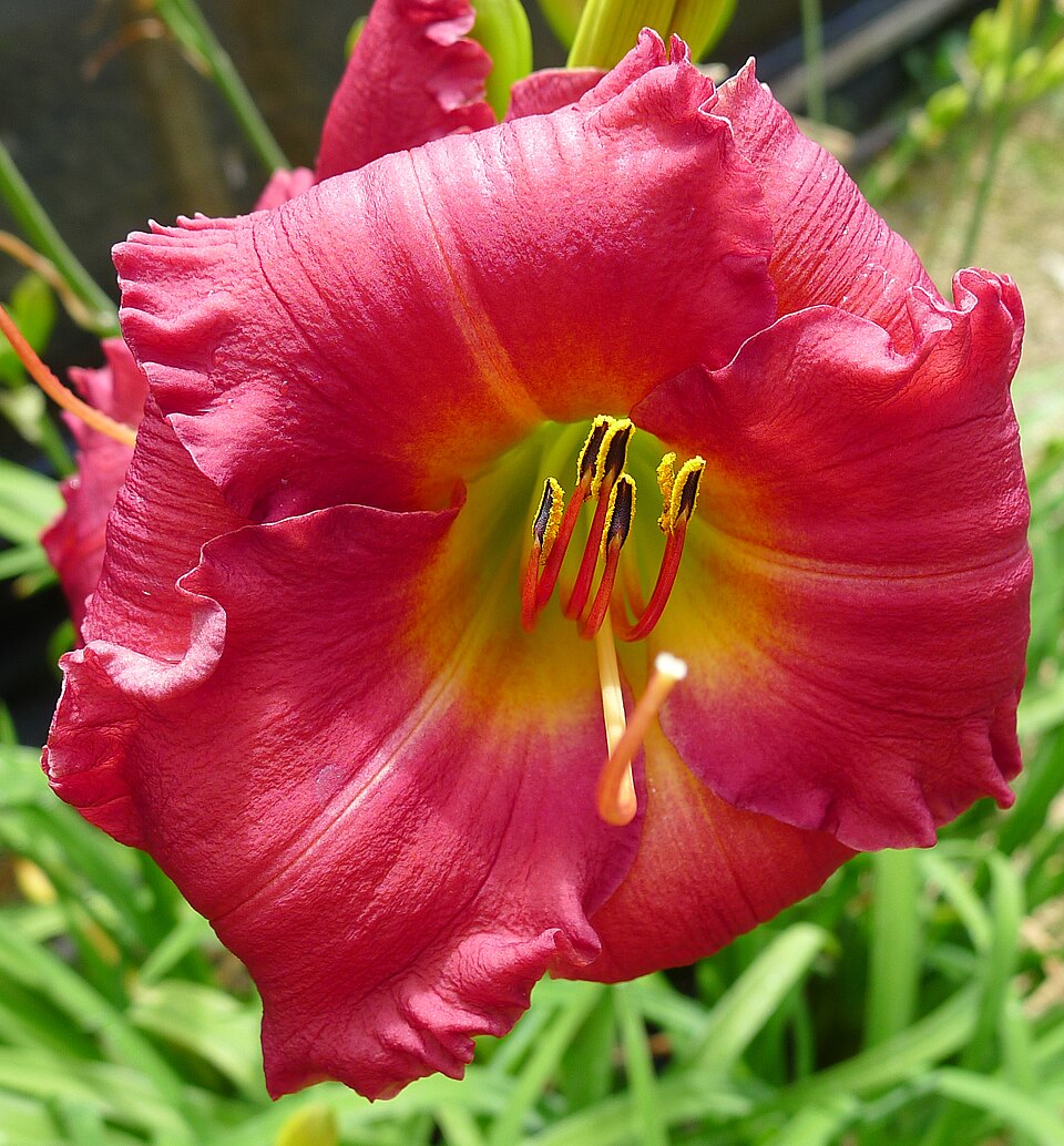 Hemerocallis 'Earlybird Cardinal' (Earlybird Cardinal Daylily) (alternate view 2)