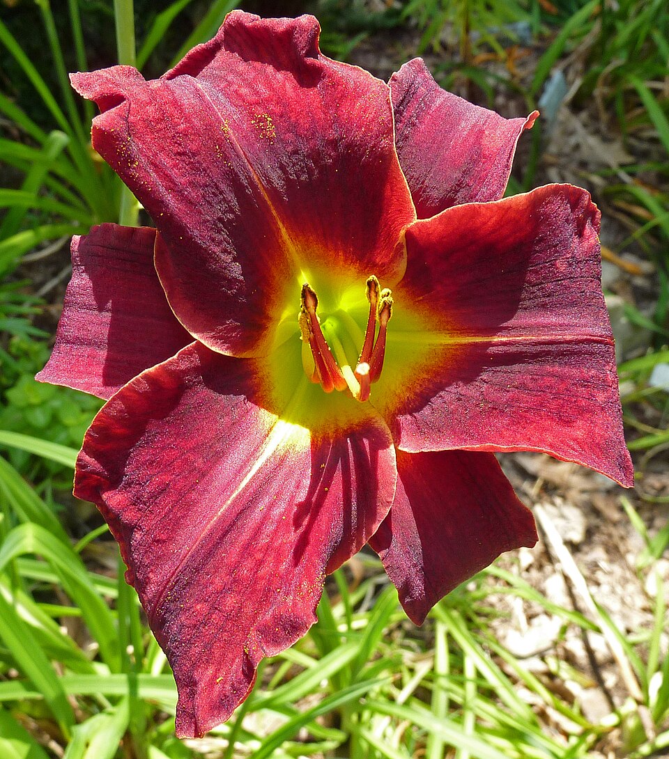 Hemerocallis 'Ed Murray' (Ed Murray Daylily) (alternate view 4)