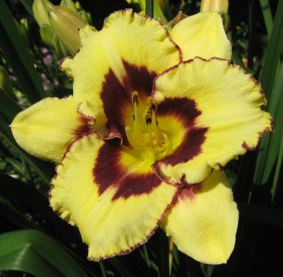 Hemerocallis 'El Desperado' (El Desperado Daylily) (alternate view 5)