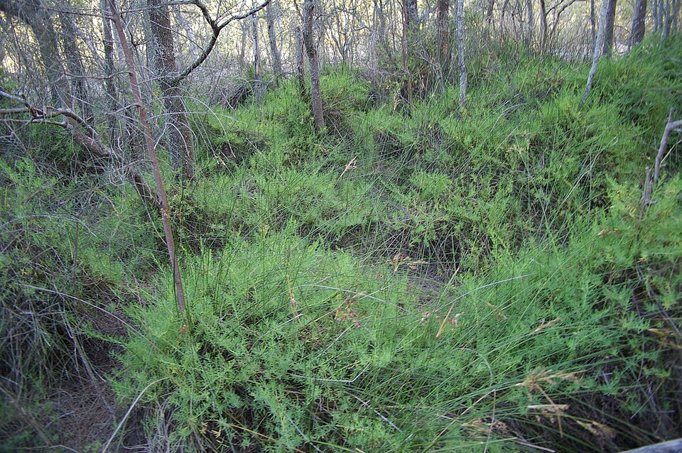 Suaeda australis (Austral Seablite) (alternate view 10)