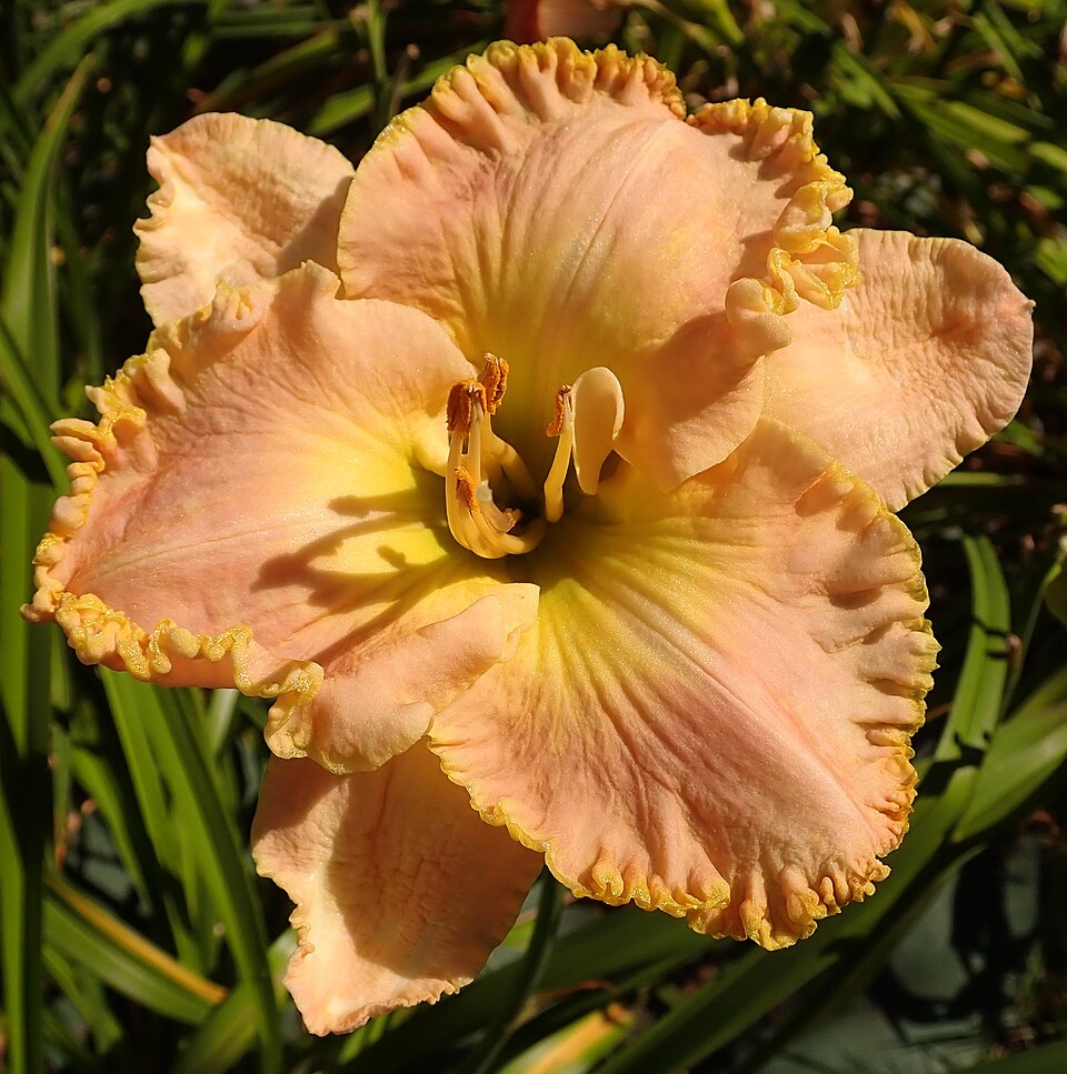 Hemerocallis 'Ed Brown' (Ed Brown Daylily) (alternate view 2)