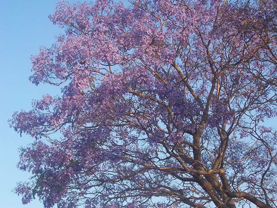 Jacaranda mimosifolia (Jacaranda) (alternate view 6)