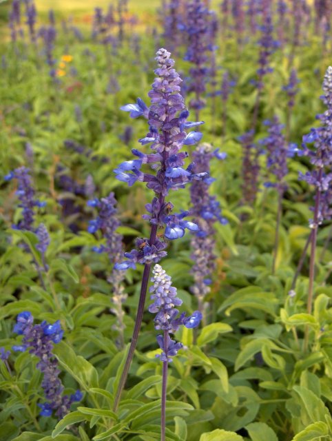 Salvia farinacea (mealy sage) (alternate view 8)