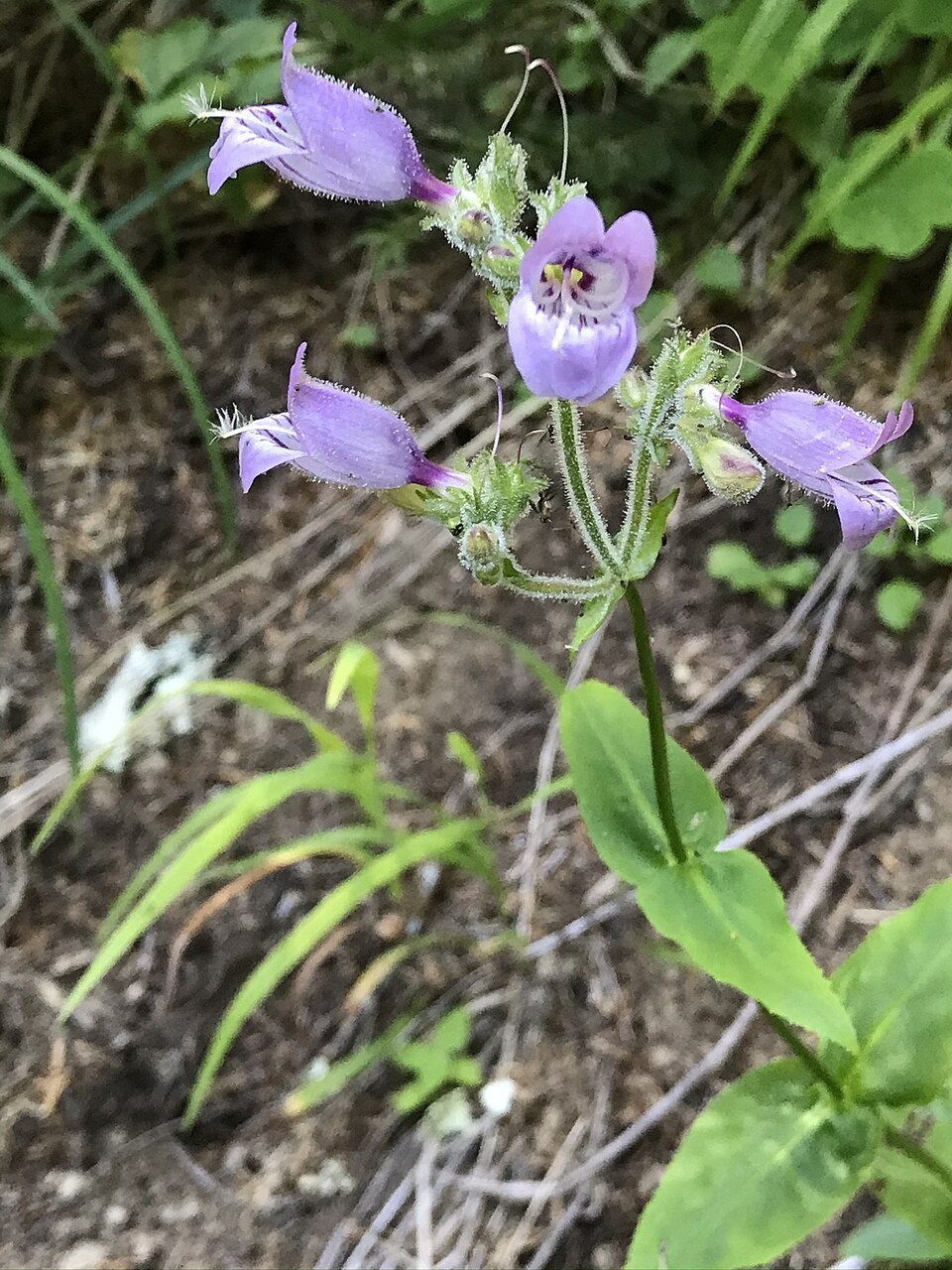Penstemon rattanii (Rattan's Penstemon) (alternate view 6)