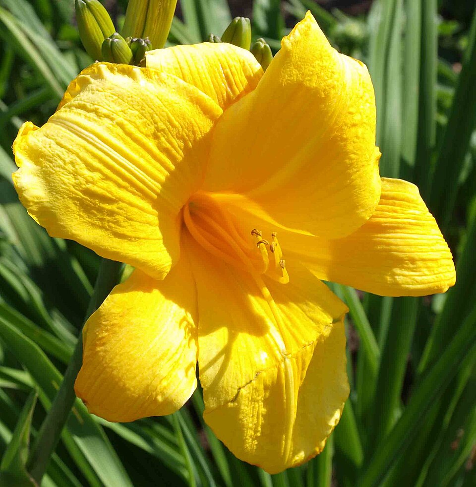 Hemerocallis 'Buttered Popcorn' (Buttered Popcorn Daylily) (alternate view 2)