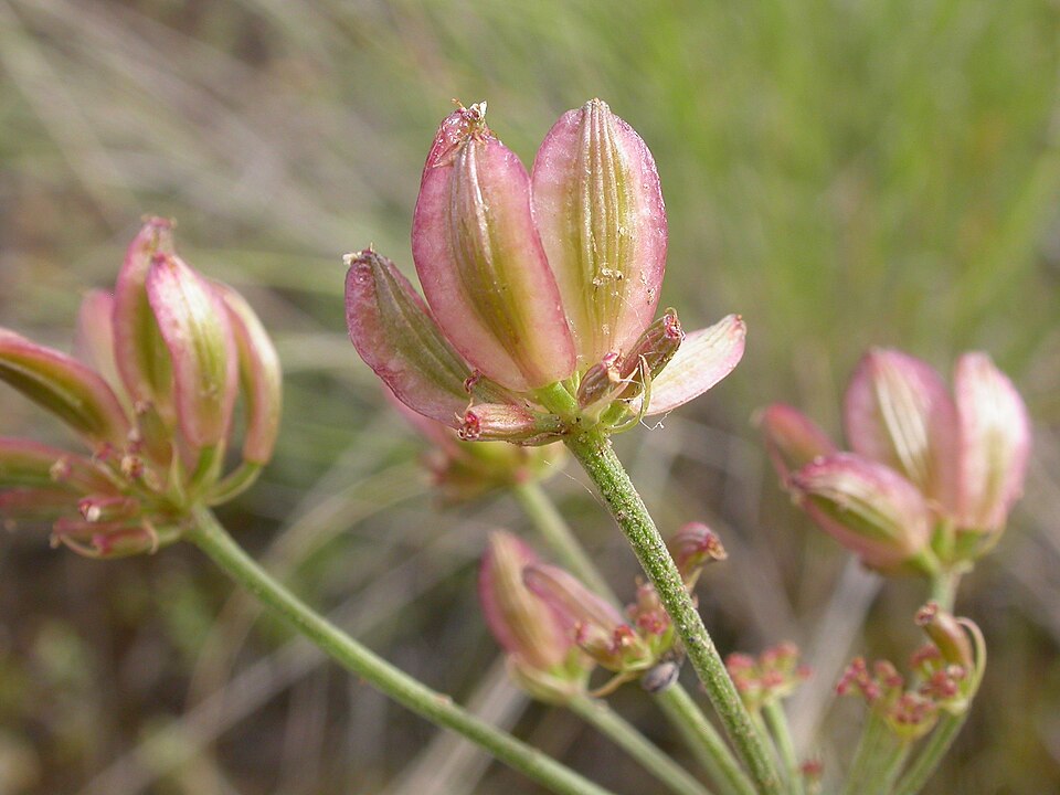 Lomatium (Biscuitroots) (alternate view 8)