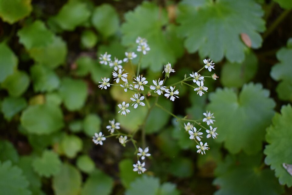 Micranthes (Early saxifrages) (alternate view 4)