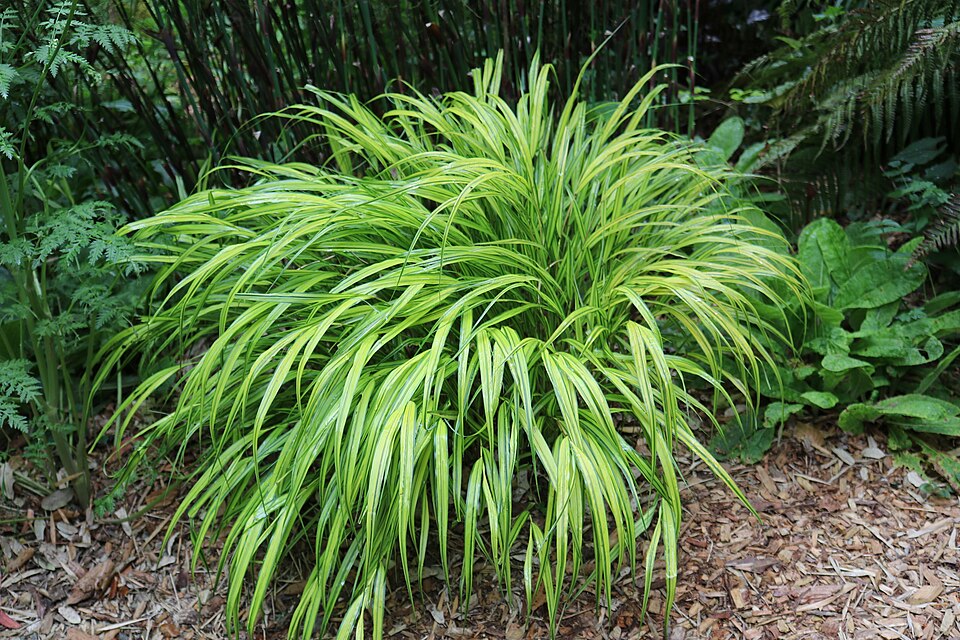 Hakonechloa macra (Hakone grass) (alternate view 10)