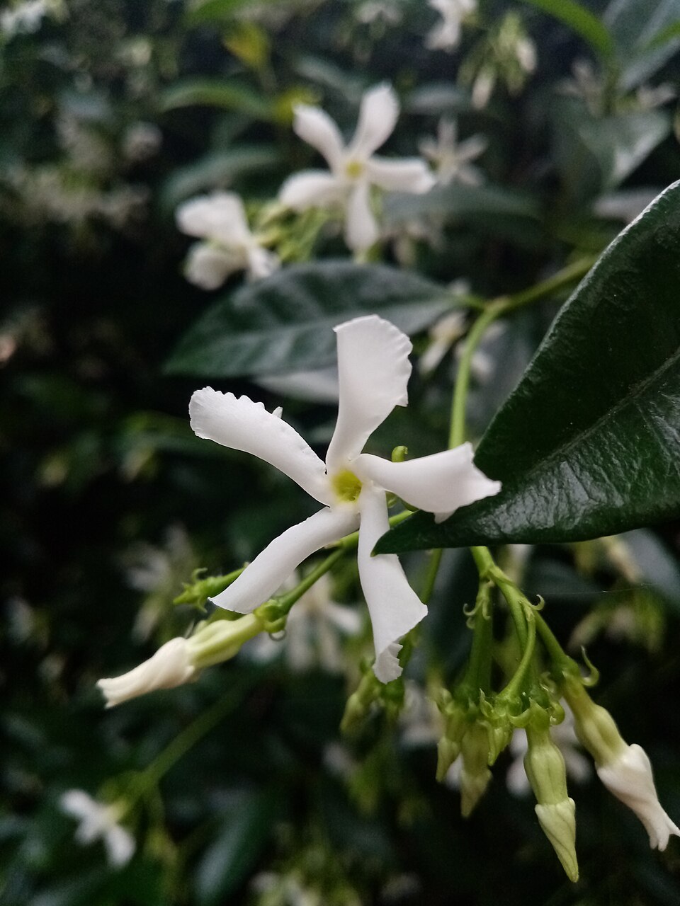 Trachelospermum (alternate view 3)