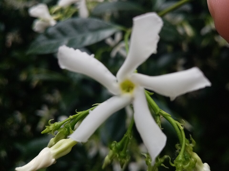 Trachelospermum (alternate view 4)