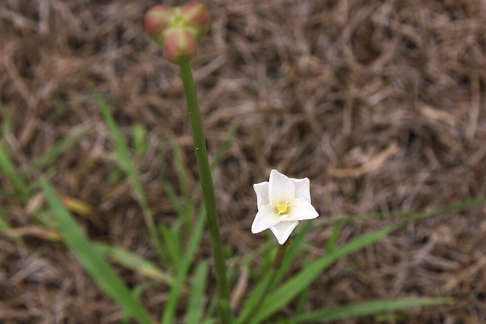 Zephyranthes chlorosolen (Brazos rain-lily) (alternate view 6)