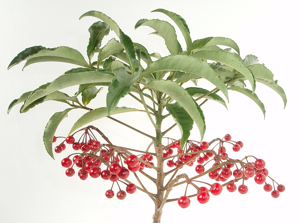 Ardisia crenata (Coralberry) (alternate view 6)