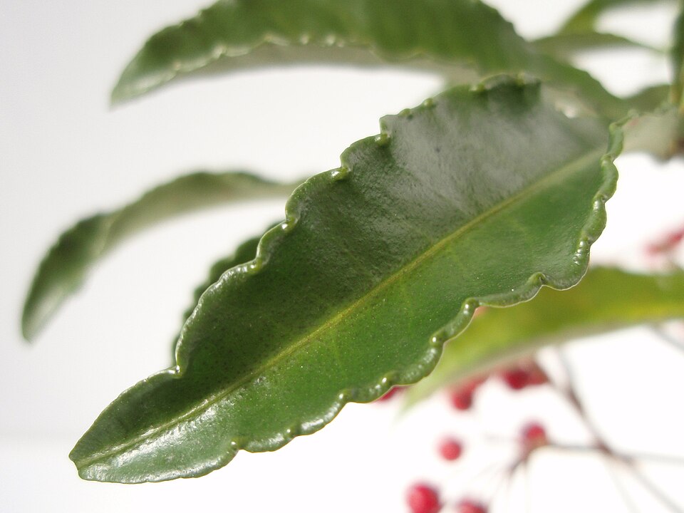 Ardisia crenata (Coralberry) (alternate view 7)