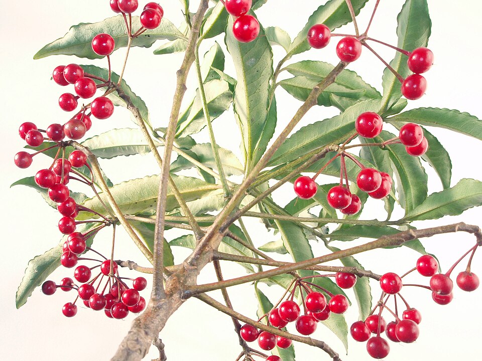 Ardisia crenata (Coralberry) (alternate view 8)