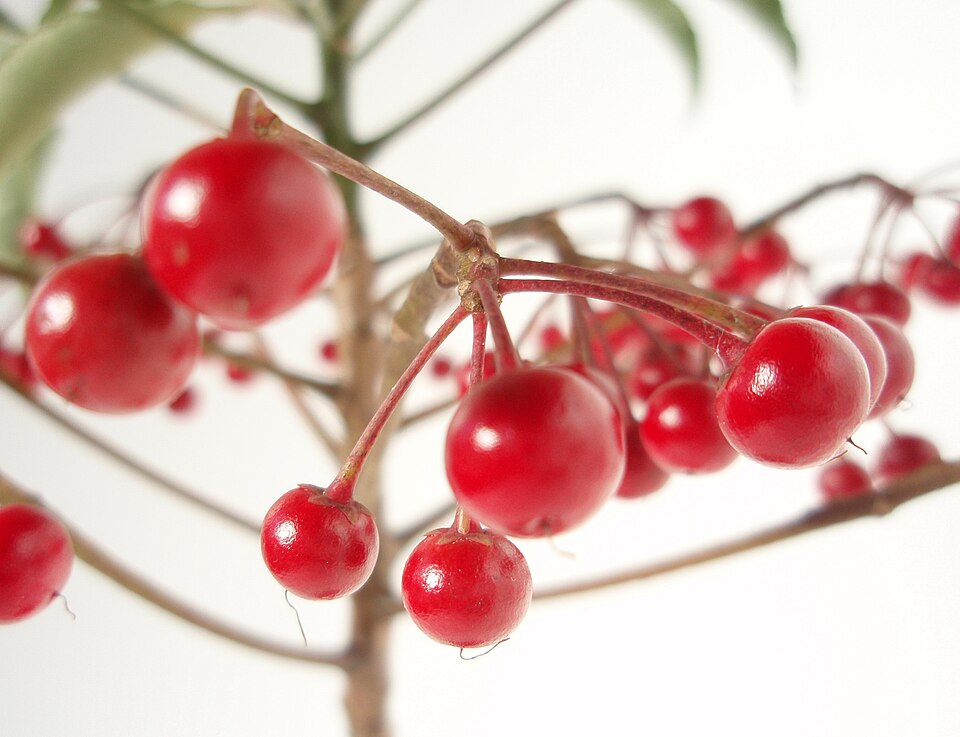 Ardisia crenata (Coralberry) (alternate view 9)