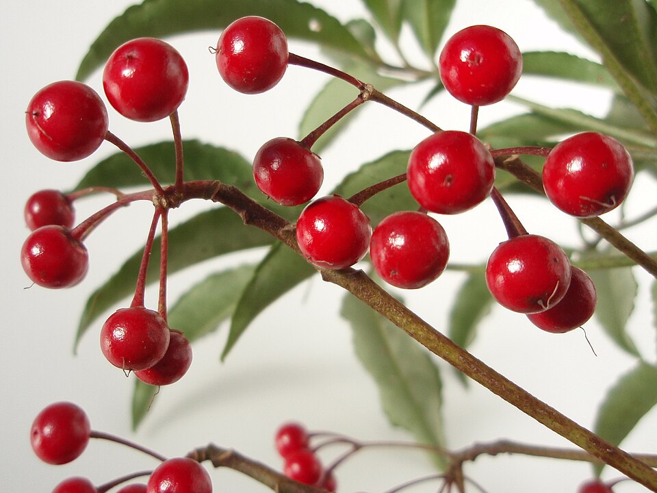 Ardisia crenata (Coralberry) (alternate view 10)