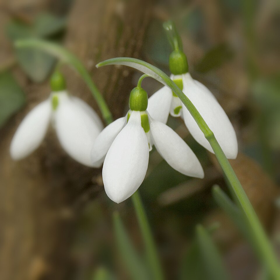Galanthus elwesii (Giant Snowdrop) (alternate view 7)