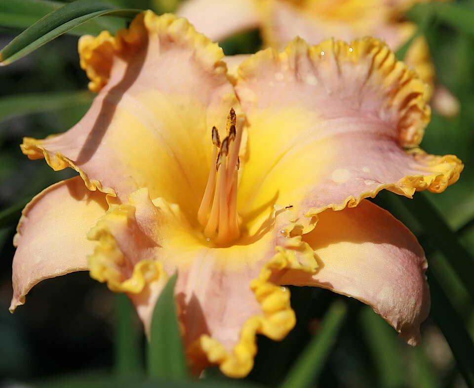 Hemerocallis 'French Lingerie' (French Lingerie Daylily) (alternate view 4)