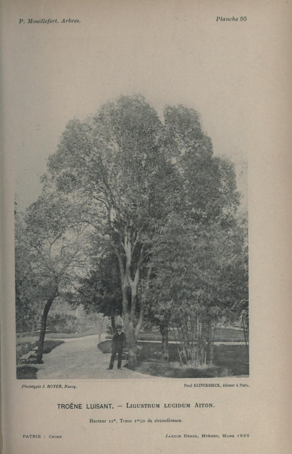 Ligustrum lucidum (tree privet)