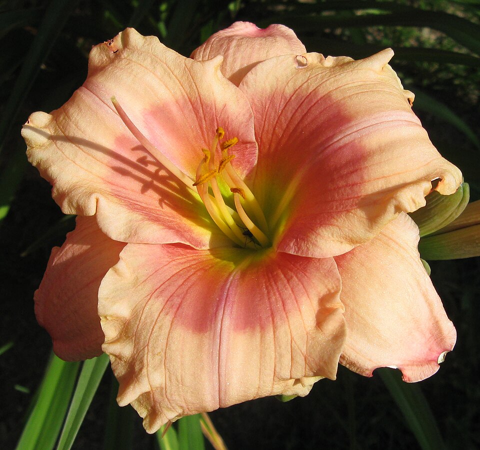 Hemerocallis 'Janice Brown' (Janice Brown Daylily) (alternate view 5)