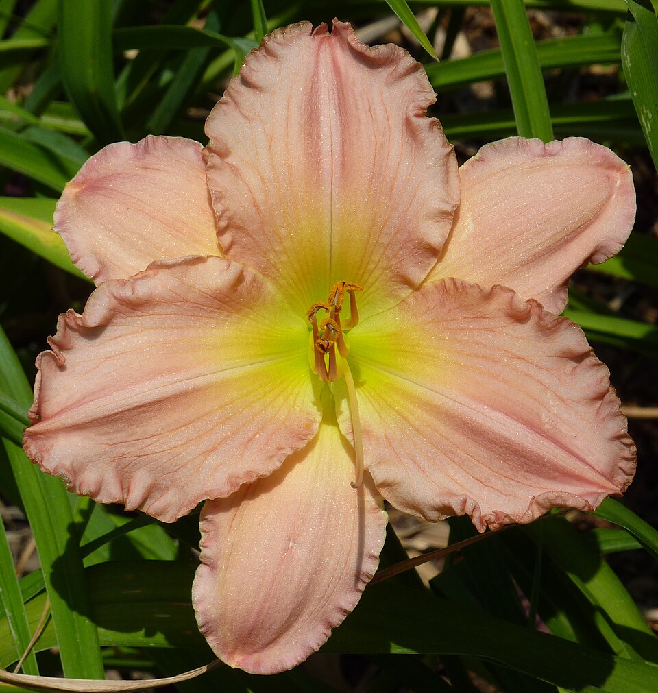 Hemerocallis 'Jolyene Nichole' (Jolyene Nichole Daylily) (alternate view 2)