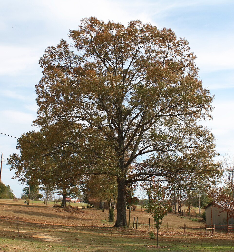 Quercus falcata (Southern Red Oak Tree) (alternate view 8)