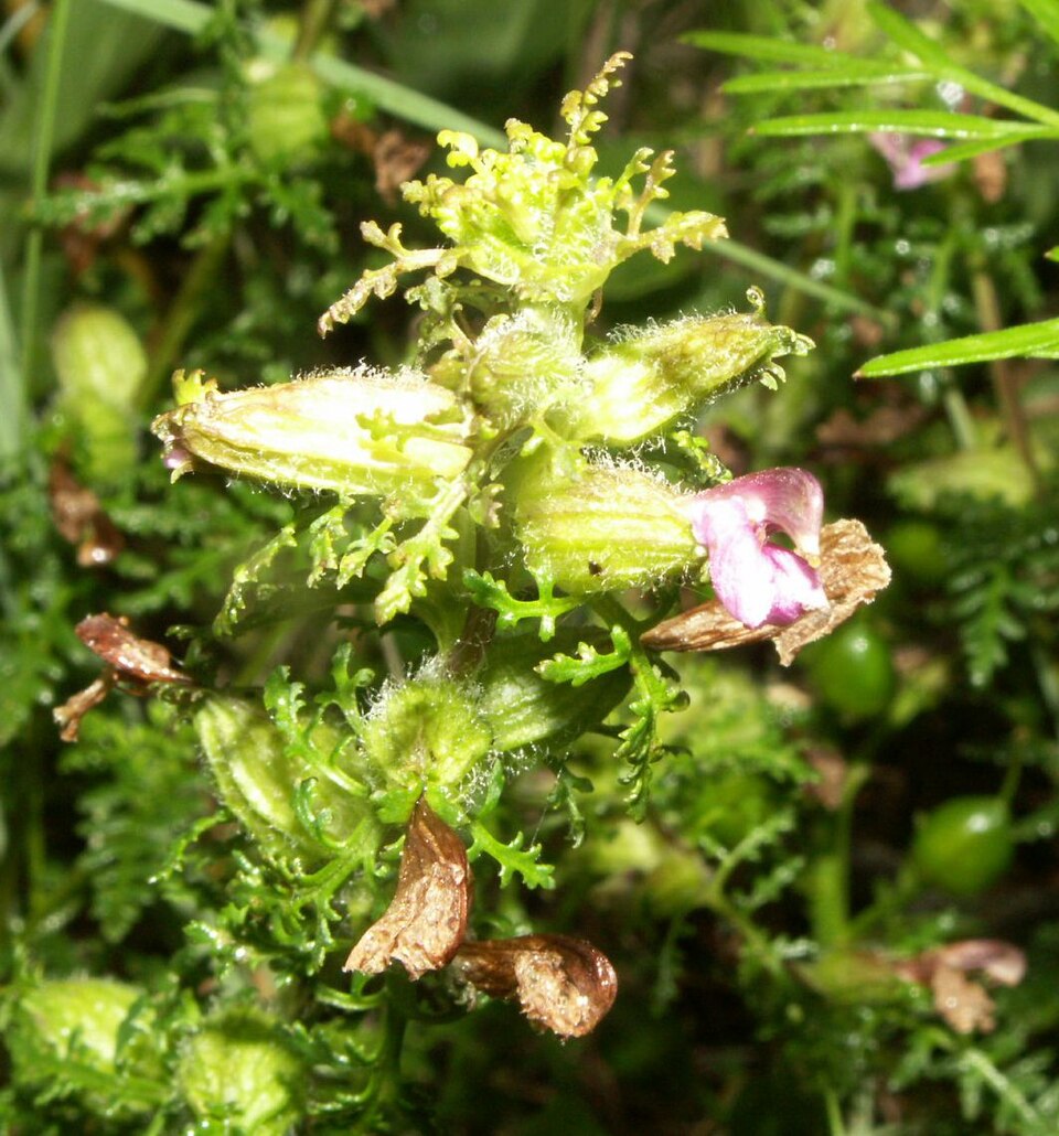 Pedicularis palustris (Marsh Lousewort)