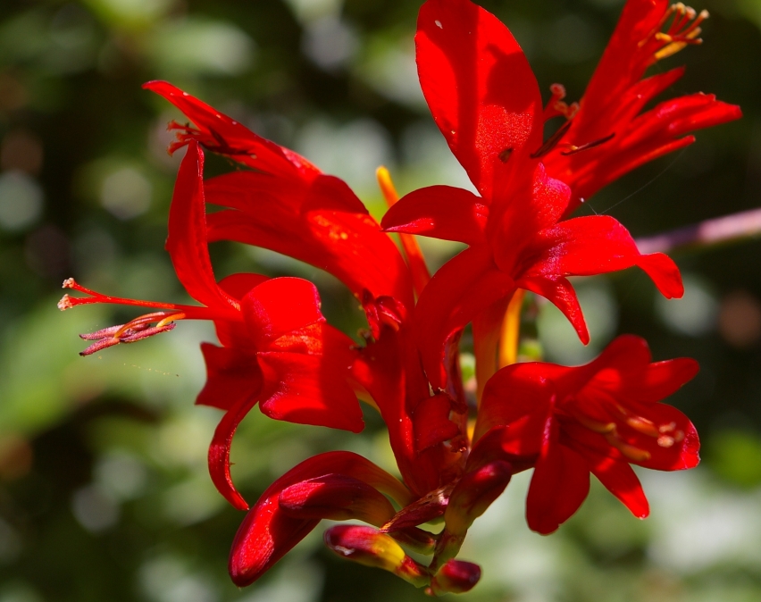 Crocosmia 'Lucifer' (Lucifer Crocosmia) (alternate view 5)