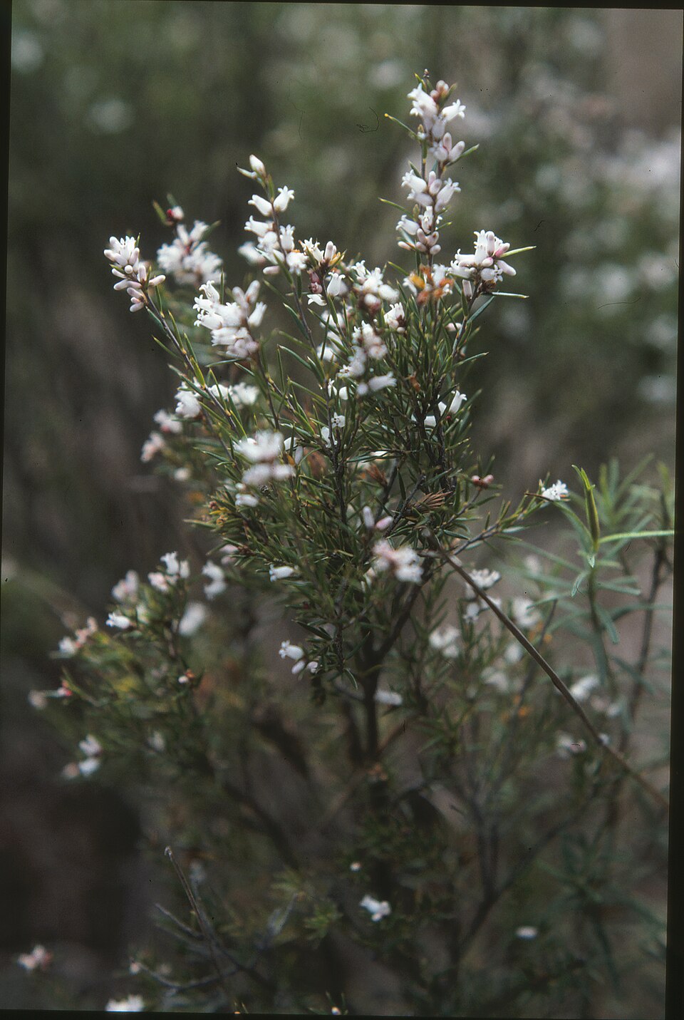 Lissanthe strigosa (peach heath) (alternate view 10)