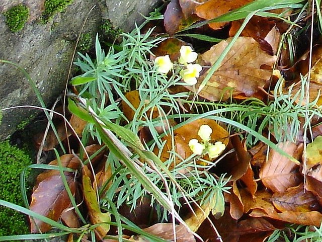 Linaria vulgaris (common toadflax)