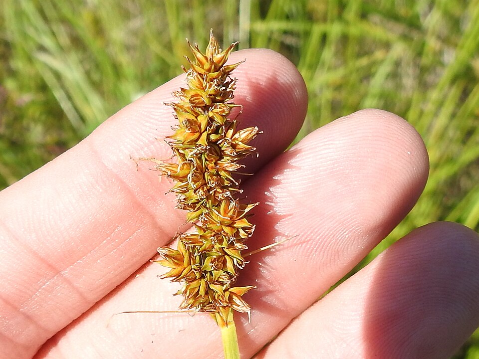 Carex densa (Dense Sedge) (alternate view 5)