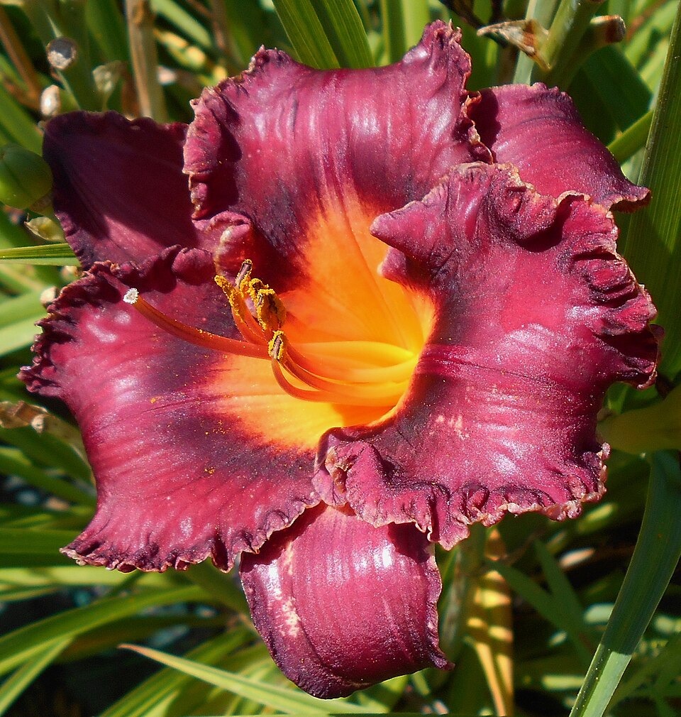 Hemerocallis 'Night Whispers' (Night Whispers Daylily) (alternate view 2)