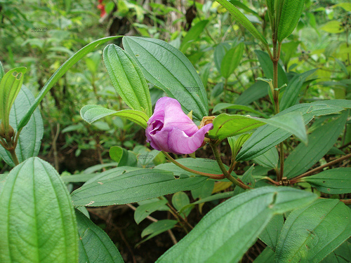Melastoma malabathricum (Malabar Melastome)