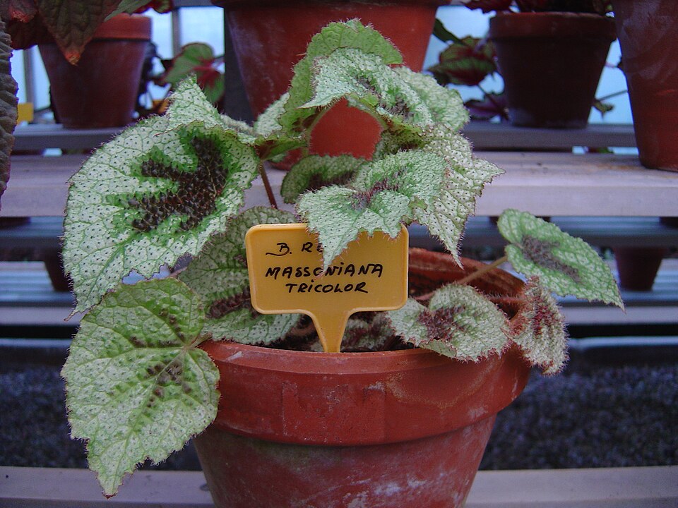 Begonia masoniana (Criss Cross Begonia) (alternate view 2)