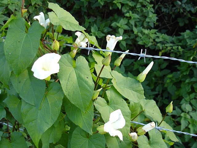 Calystegia sepium (hedge bindweed) (alternate view 6)