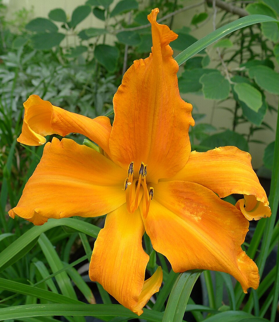 Hemerocallis 'Primal Scream' (Primal Scream Daylily) (alternate view 5)