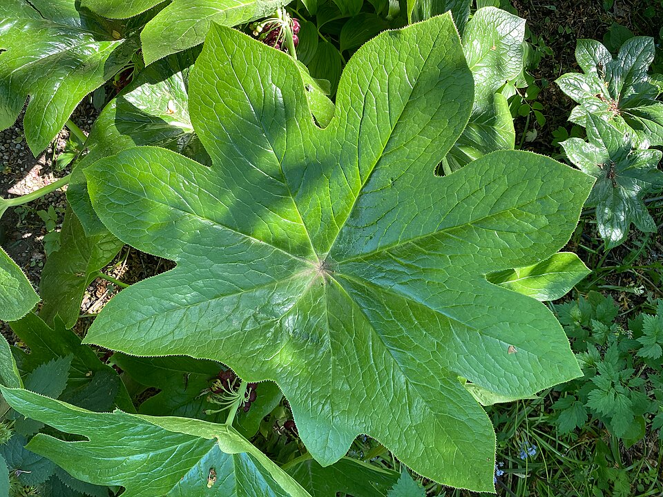 Podophyllum pleianthum (Chinese mayapple) (alternate view 4)