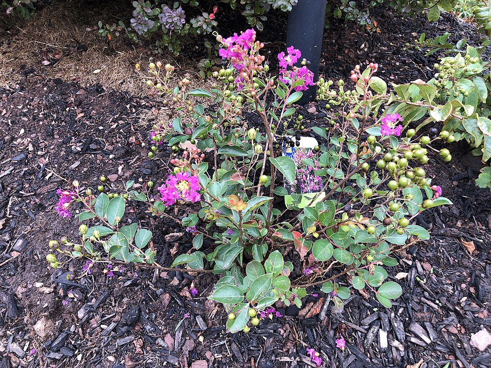 Lagerstroemia indica 'Bellini Grape' (Bellini Grape Crape Myrtle)