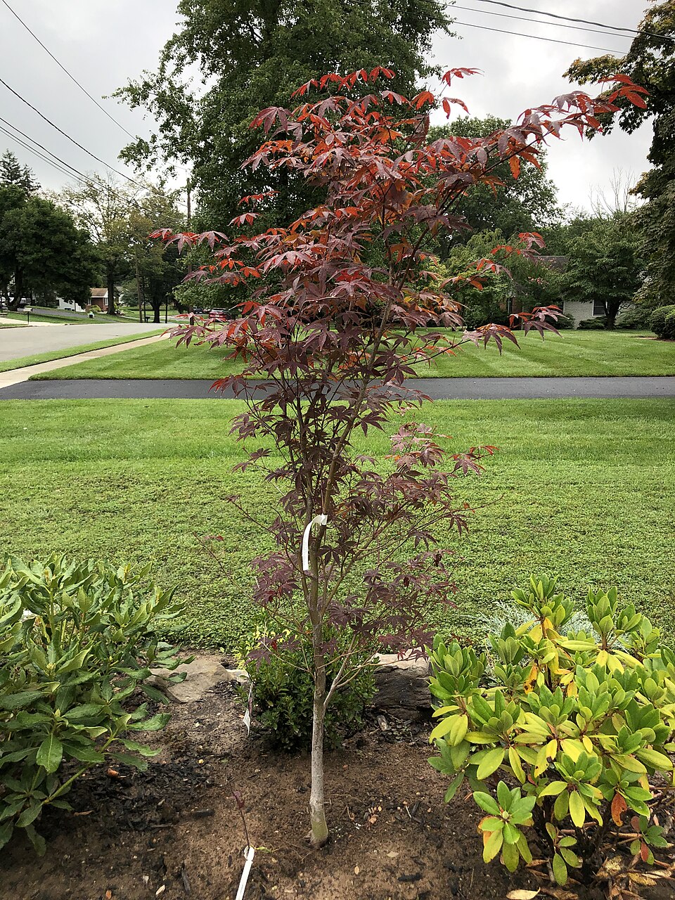 Acer palmatum 'Wolff' (Wolff Japanese Maple)
