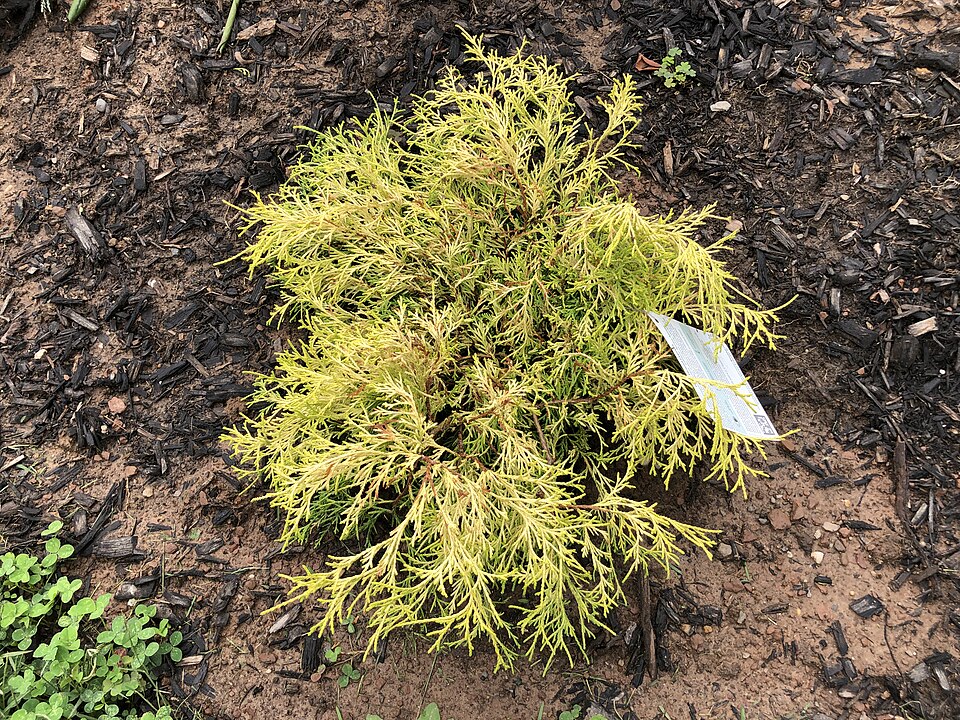 Chamaecyparis pisifera 'Golden Mop' (Golden Mop Cypress)